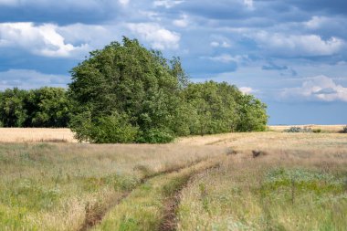 Mavi bulutlu gökyüzüne karşı yeşil ağaçların kenarı boyunca yüksek sararmış çim mesafeye uzanan bir ülke yolu ile Bozkır manzara.