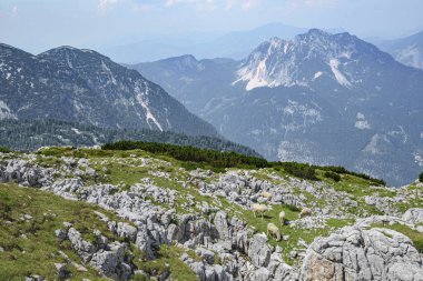Dağ çayırlarının yeşil çimenleri üzerinde otlayan koyunlarla dağ lık arazi.