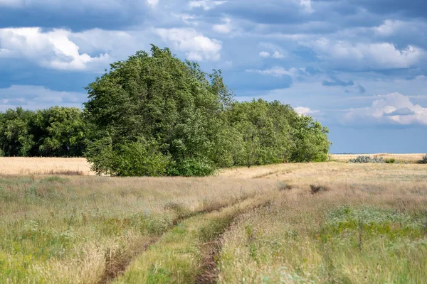 Mavi bulutlu gökyüzüne karşı yeşil ağaçların kenarı boyunca yüksek sararmış çim mesafeye uzanan bir ülke yolu ile Bozkır manzara.