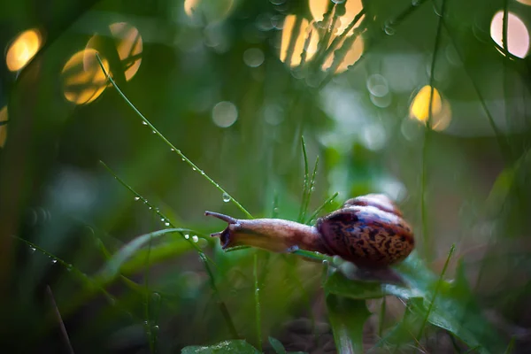 Равлик Траві Крапля Дощу — стокове фото