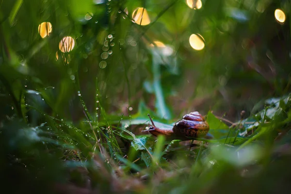 Escargot Sur Herbe Goutte Pluie — Photo