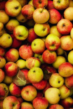 olgun sonbahar elma bir sürü 