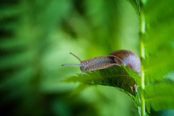 Kleine Schnecke Auf Gras — Stockfoto