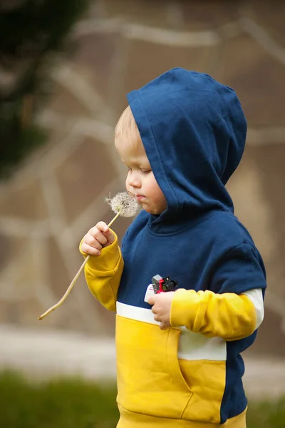 Liten Pojke Med Maskros — Stockfoto