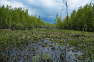 Bir aşılmaz bataklık görünümü ile