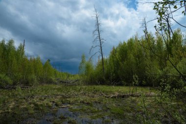 Bir aşılmaz bataklık görünümü ile