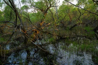 Bir aşılmaz bataklık görünümü ile