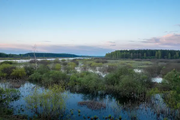 View Impenetrable Swamp — Stock Photo, Image