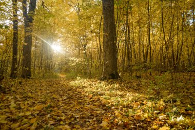 Sarı yapraklar akşamları sonbahar ormandaki ağaçlar
