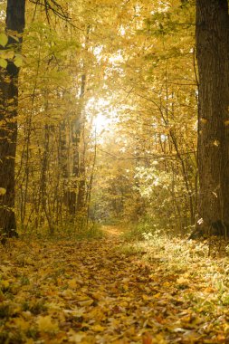 Sarı yapraklar akşamları sonbahar ormandaki ağaçlar