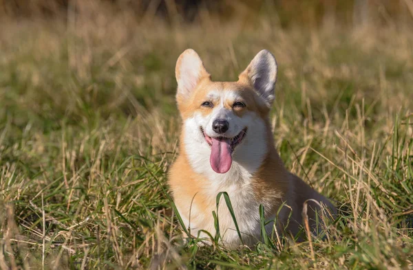 Hund Welsch Corgi Pembroke Herbst Wald Bei Sonnigem Wetter Auf — Stockfoto