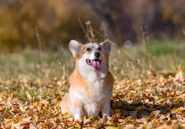 Hund Welsh Corgi Pembroke Hösten Skogen Soligt Väder Gula Blad Royaltyfria Stockbilder