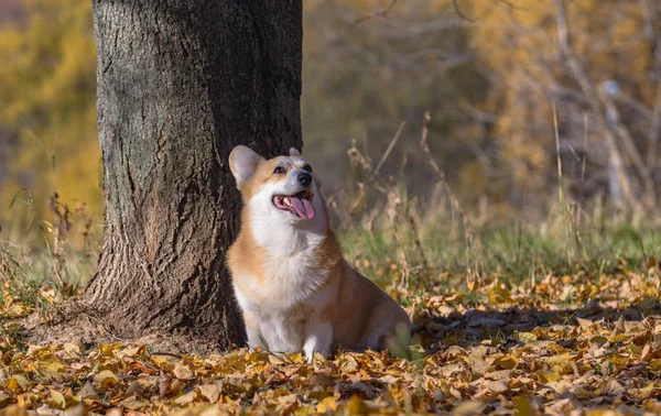 Hund Welsh Corgi Pembroke Hösten Skogen Soligt Väder Gula Blad Royaltyfria Stockfoton