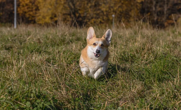 Hund Welsh Corgi Pembroke Hösten Skogen Soligt Väder Gula Blad Stockbild