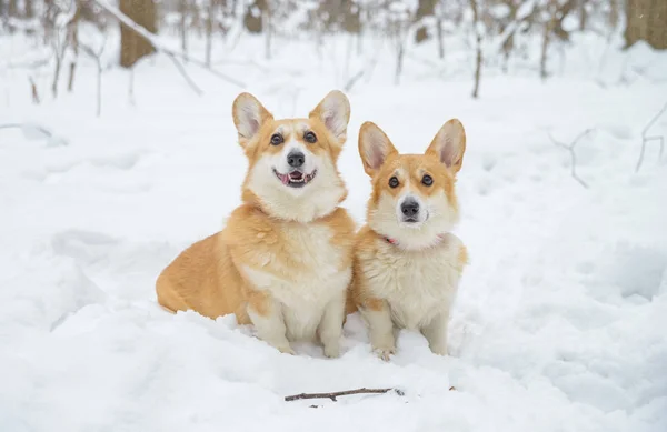 Perros Pequeños Con Pelo Rojo Bosque Invierno Pembroke Corgi Galés — Foto de Stock