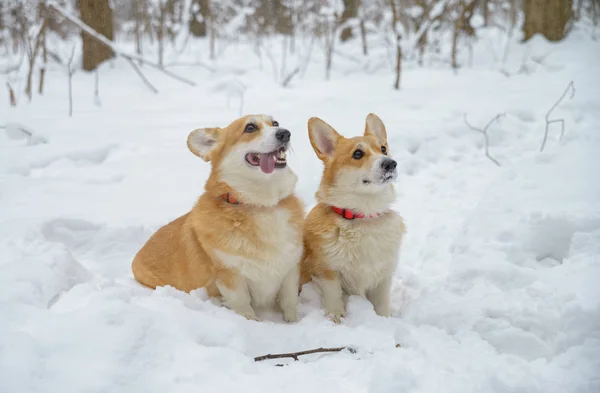 Małe Psy Czerwonymi Włosami Lesie Zimowym Welsh Corgi Pembroke — Zdjęcie stockowe