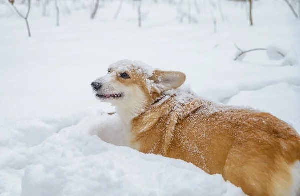 Small Dogs Red Hair Winter Forest Welsh Corgi Pembroke — Stock Photo, Image