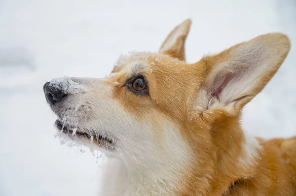 Kleine Hunde Mit Roten Haaren Winterwald Walisischer Corgi Pembroke — Stockfoto