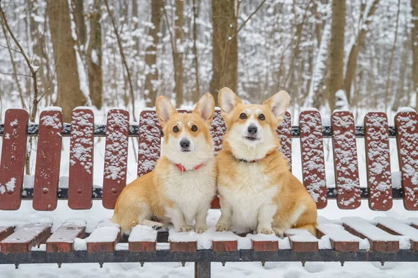 Perros Pequeños Con Pelo Rojo Bosque Invierno Pembroke Corgi Galés —  Fotos de Stock