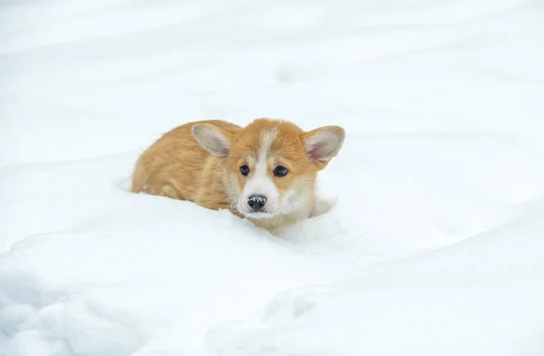 Kleine Honden Met Rood Haar Winter Forest Welsh Corgi Pembroke — Stockfoto