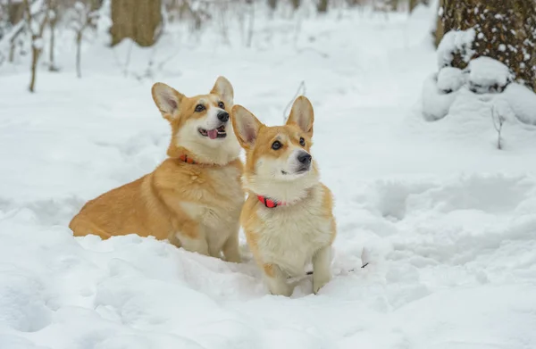 Small Dogs Red Hair Winter Forest Welsh Corgi Pembroke — Stock Photo, Image