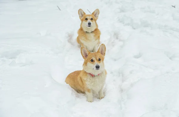 Piccoli Cani Con Peli Rossi Nella Foresta Invernale Corgi Gallesi — Foto Stock