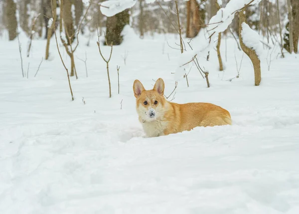 Cães Pequenos Com Cabelo Vermelho Floresta Inverno Galês Corgi Pembroke — Fotografia de Stock