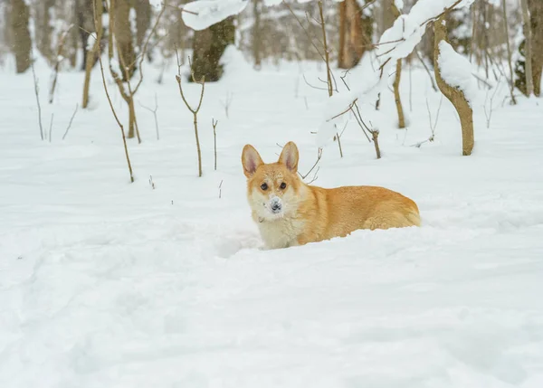 冬の森の中で赤い髪を持つ小さな犬 ウェールズのコーギーペンブローク — ストック写真