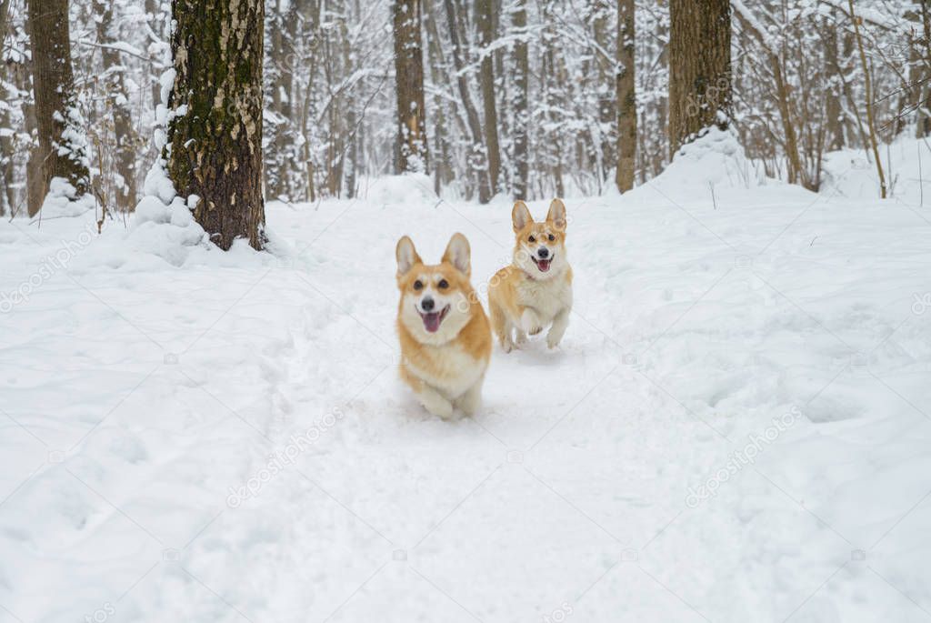 small dogs with red hair in winter forest, welsh corgi pembroke
