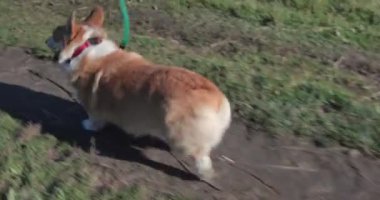 Sonbaharda, yapraklar ve çimenler arasında bir yol boyunca bir tasma üzerinde yürüyüşler için Galli corgi pembroke, büyük 4k.