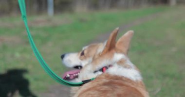 Sonbaharda, yapraklar ve çimenler arasında bir yol boyunca bir tasma üzerinde yürüyüşler için Galli corgi pembroke, büyük 4k.
