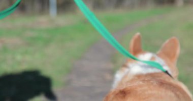 Sonbaharda, yapraklar ve çimenler arasında bir yol boyunca bir tasma üzerinde yürüyüşler için Galli corgi pembroke, büyük 4k.