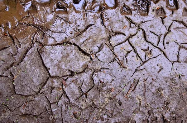 Dry lake or swamp in the process of drought and lack of rain or moisture, a global natural disaster. The cracked soil of the earth due to climate change. Dry muddy soil surface for background texture