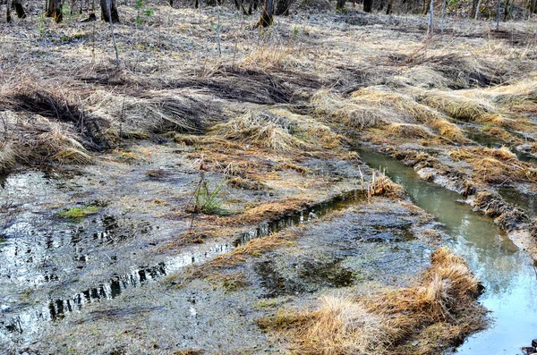 Wetland in the forest, impassable road after flooding