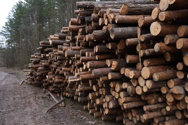 Stack of cut pine tree logs in a forest. Wood logs, timber logging, industrial destruction, forests Are Disappearing, illegal logging