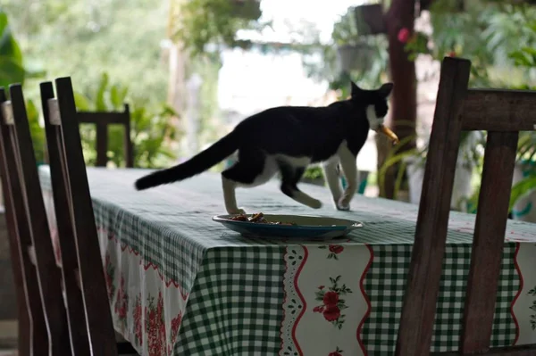 Gatinho Feliz Com Almoo Garantido — Stockfoto