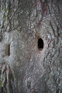 Ağaç içi boş. Ağaç kabuğu gri. Arka plan