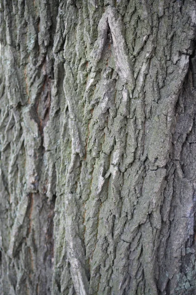 Tree bark. Gray bark. Tree grey. Background