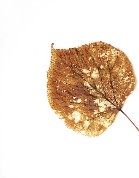 Feuilles Brunes Sèches Sur Fond Blanc Herbier Automne — Photo