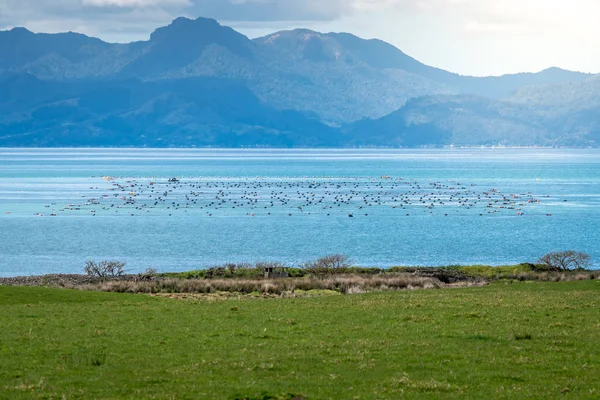 Thames coromandel Yarımadası üzerinde firth birçok midye çiftlikleri biri üzerinde bir tekne balıkçılık görünümü