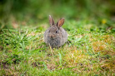 A yakın çekim vahşi bebeği tavşan