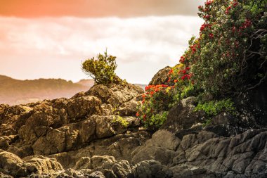 Kayaların üzerine asılı bir pohutukawa ağacı güzel bir fotoğraf
