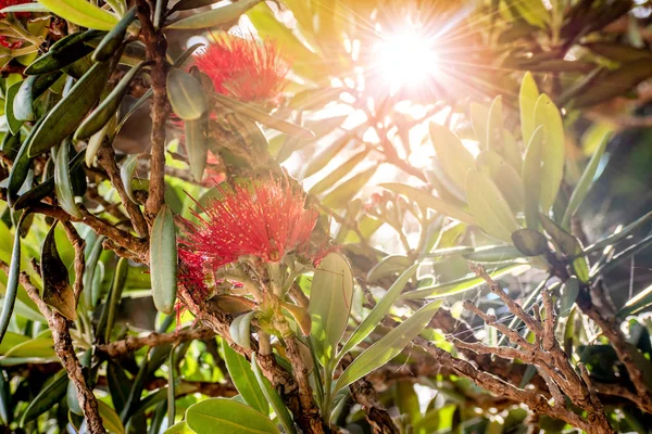 Pohutukawa ağaca güneşin ile güzel bir fotoğraf