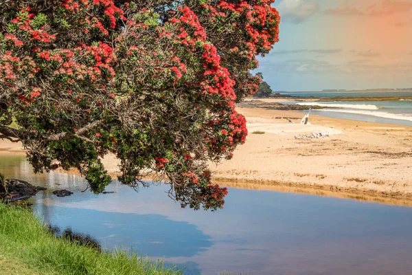 Su üzerinde asılı bir pohutukawa ağacı güzel bir fotoğraf