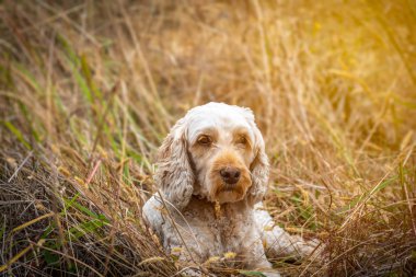 Otların arasında uzun bir yürüyüşten sonra dinlenme şirin bir parodi