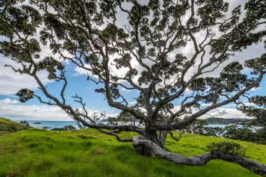 Büyük bir Pohutukawa ağacının beatiful fotoğraf