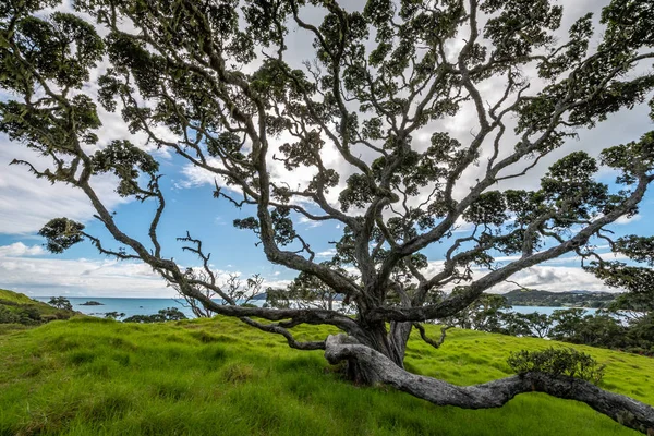 Una bella foto di un grande albero di Pohutukawa — Foto Stock