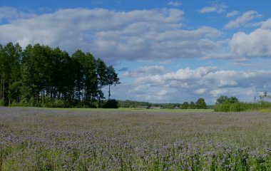 Güney Litvanya'da bir yaz kırsal manzara.