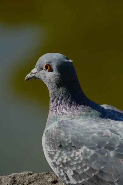 Een Duif Rusten Rusten Tokio Parken — Stockfoto