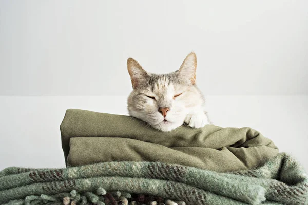 Precioso Gato Durmiendo Sobre Verde Cuadros —  Fotos de Stock